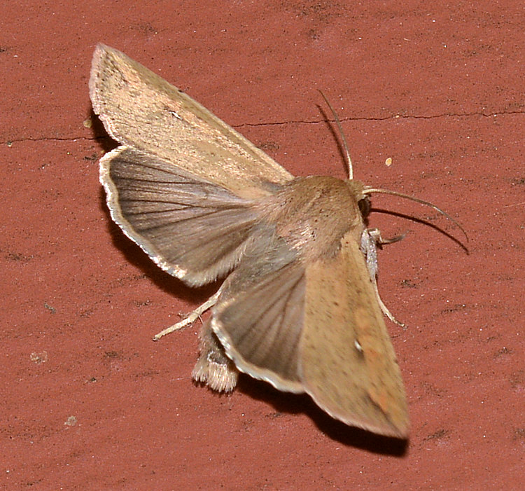 Bug29Dec2013_2.jpg
