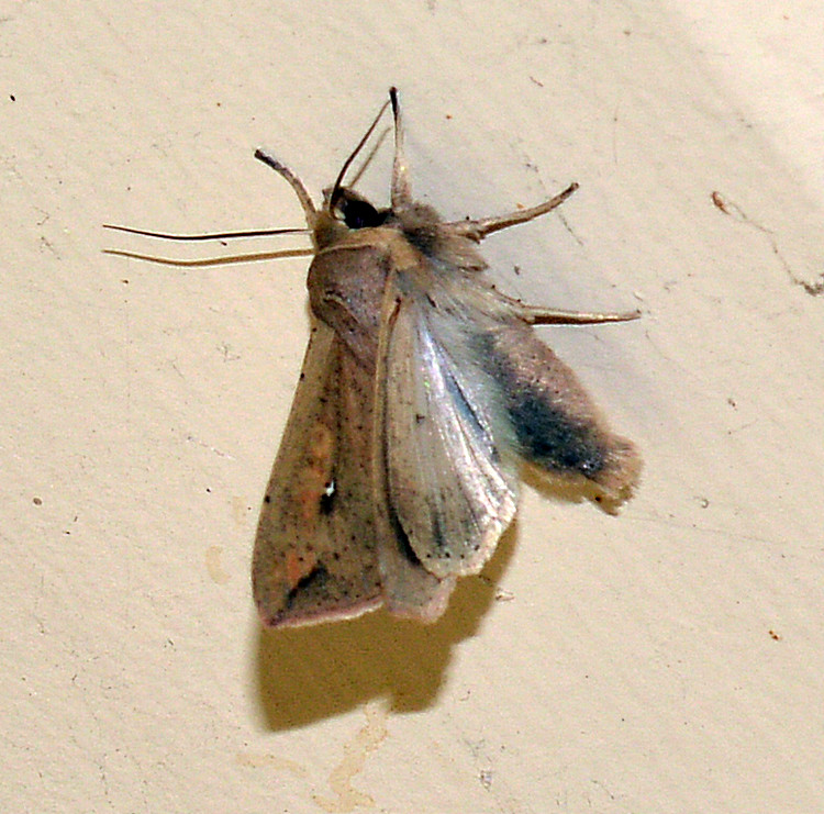 Bug29Dec2013_4.jpg