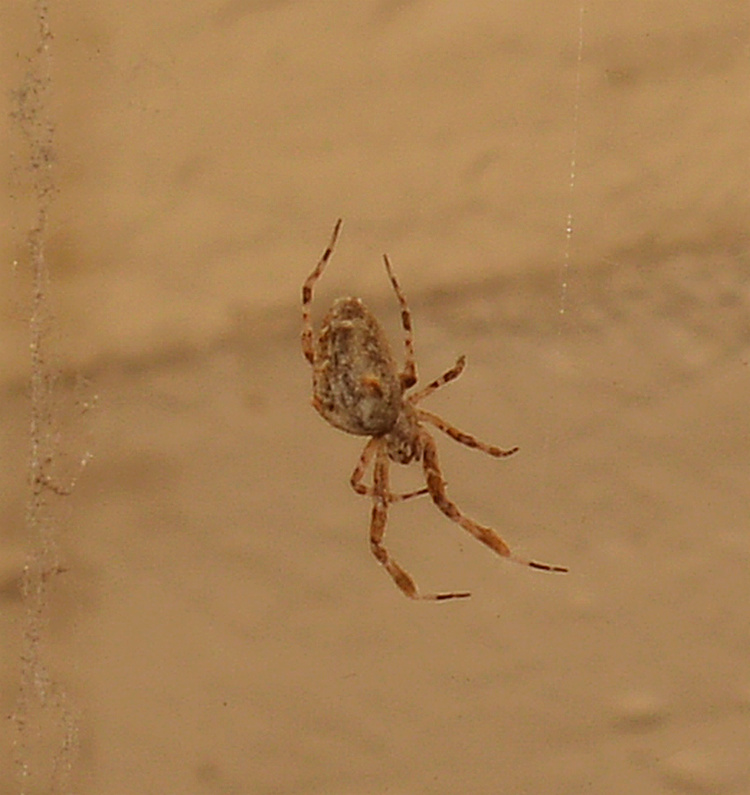 Bug29Dec2013_5.jpg