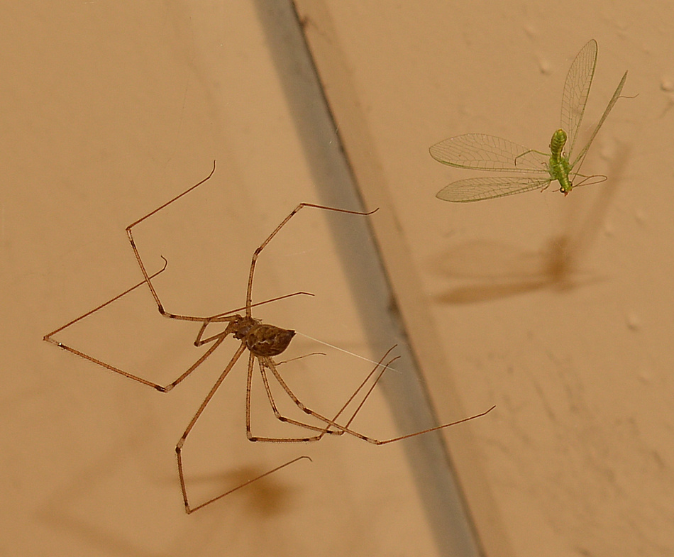 Bug29Dec2013_6.jpg