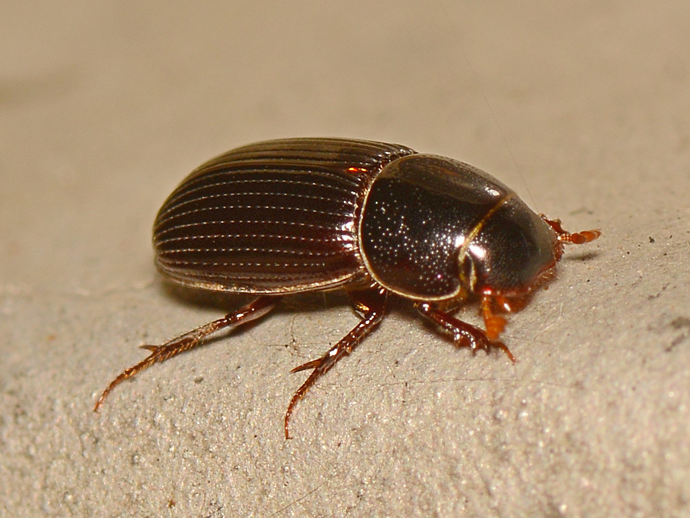 Bug3.jpg