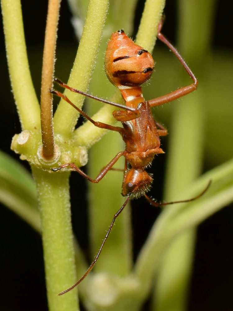 Bug3.jpg