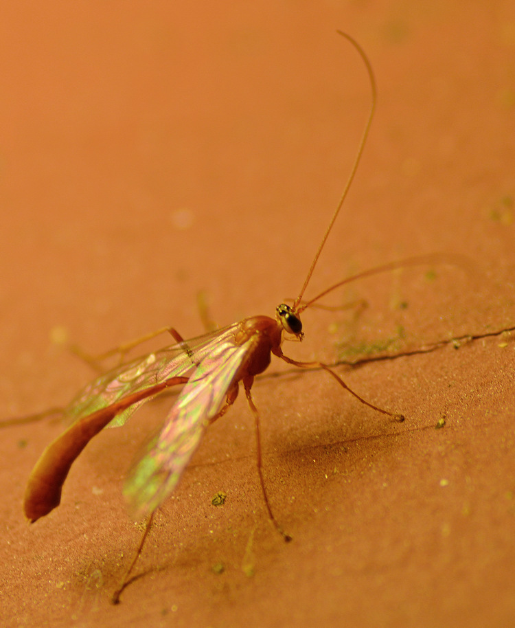 bug3.jpg