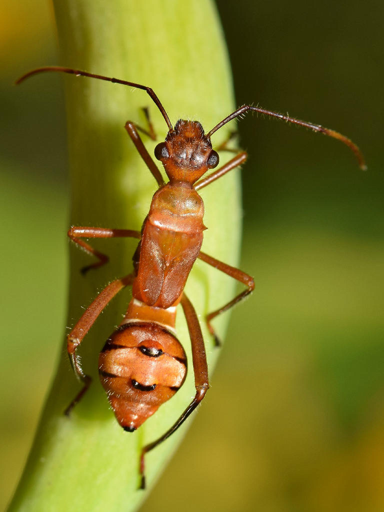Bug5.jpg