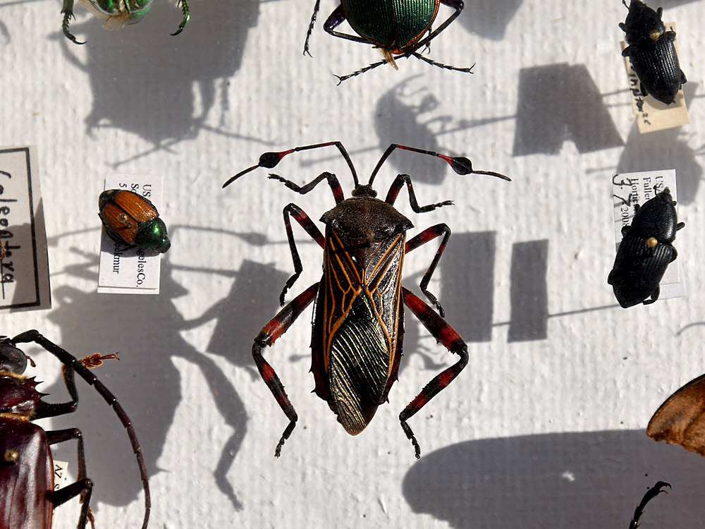 BugBox.jpg
