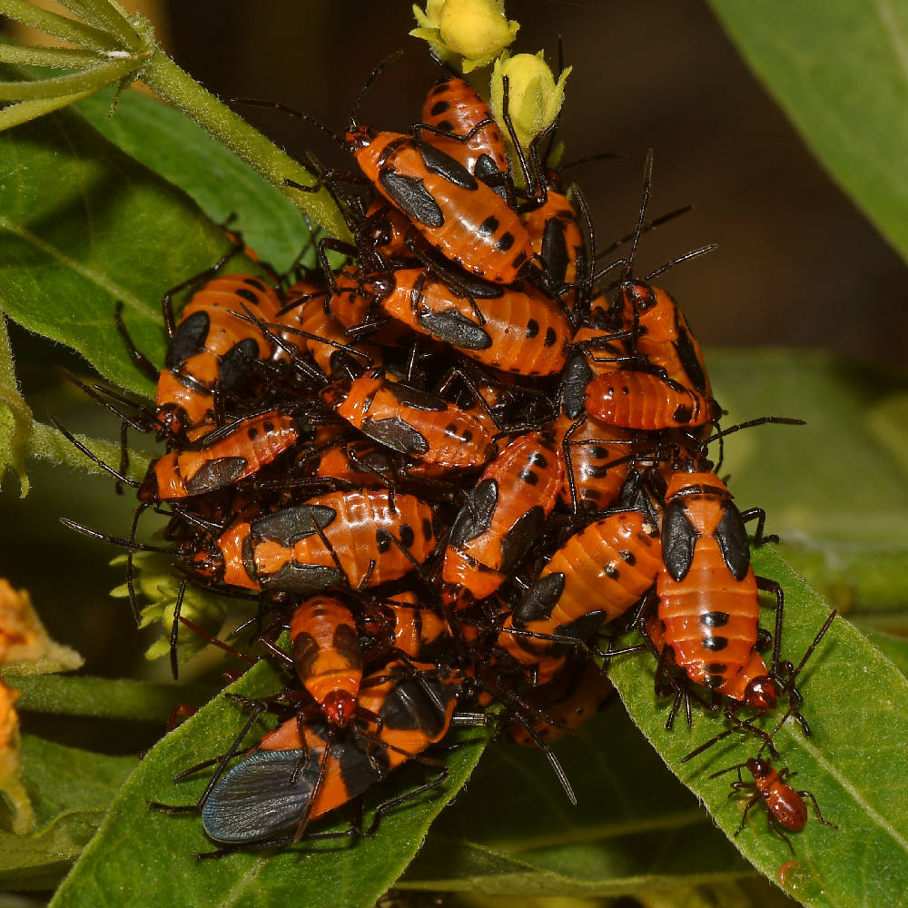 Bugs.jpg