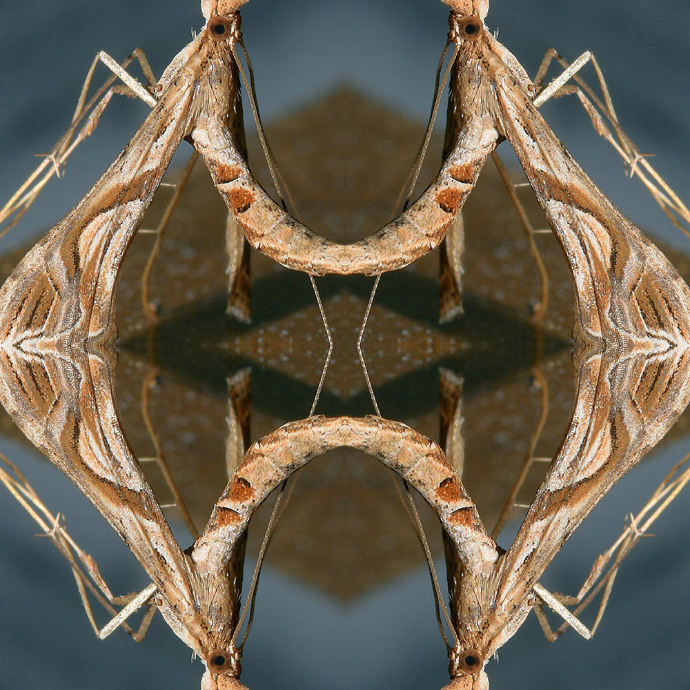 Bugx4small.jpg
