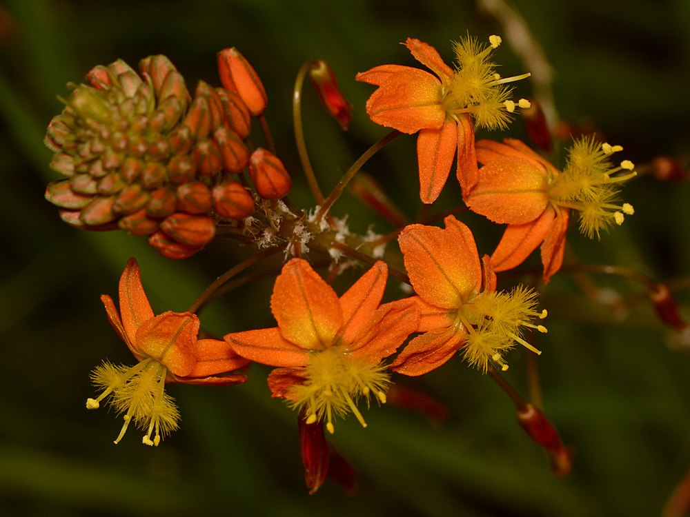 Bulbine.jpg