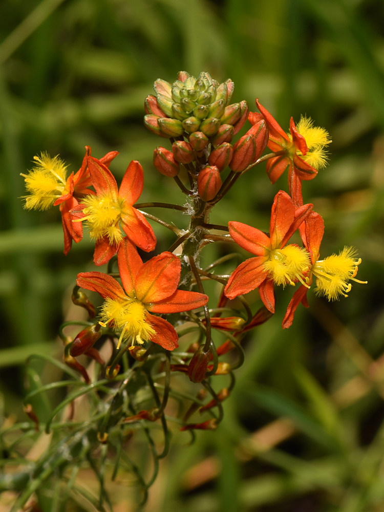 Bulbine.jpg