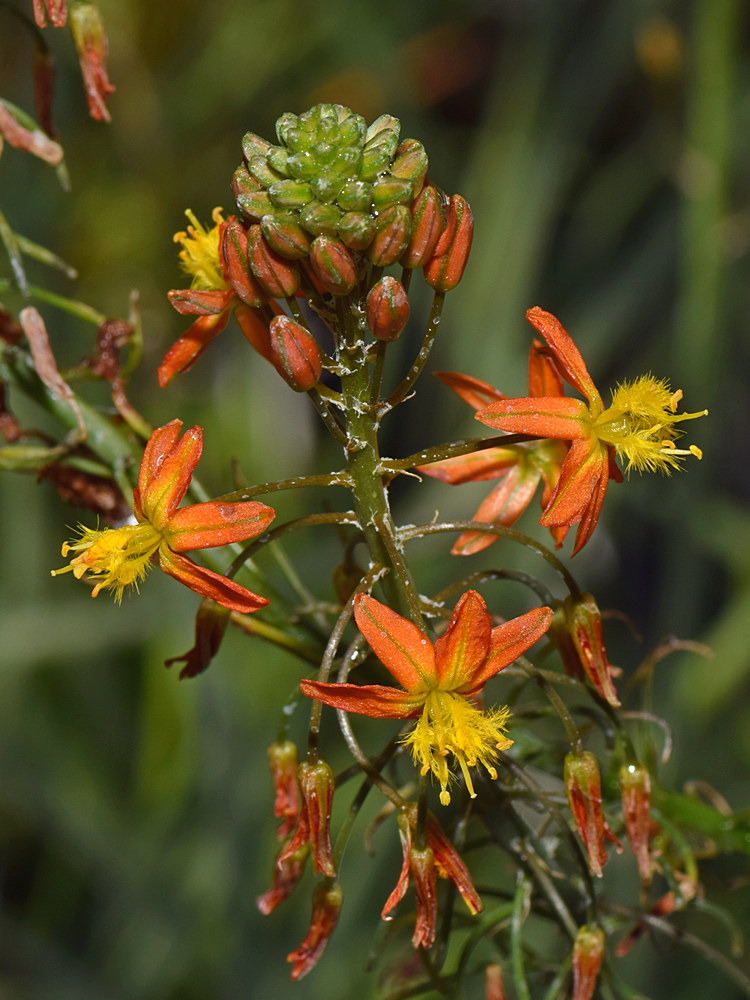 Bulbine.jpg