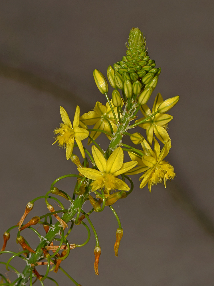 Bulbine.jpg