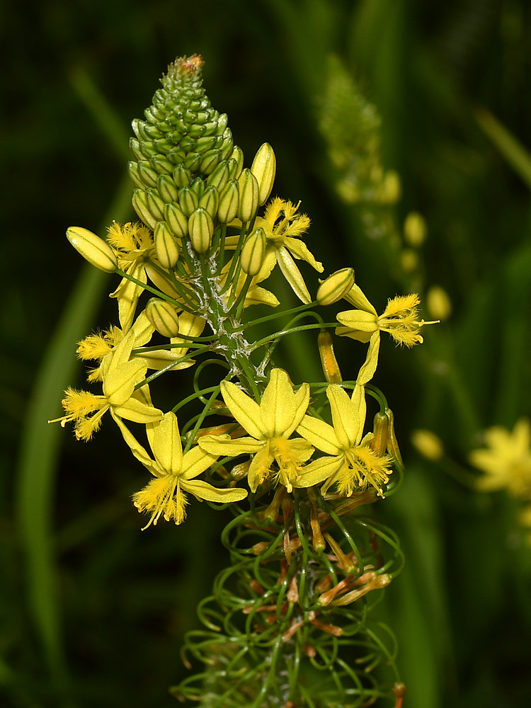Bulbine.jpg