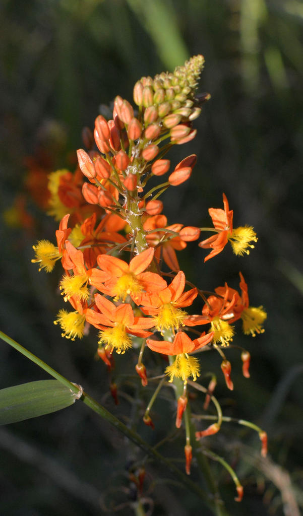 bulbine.jpg