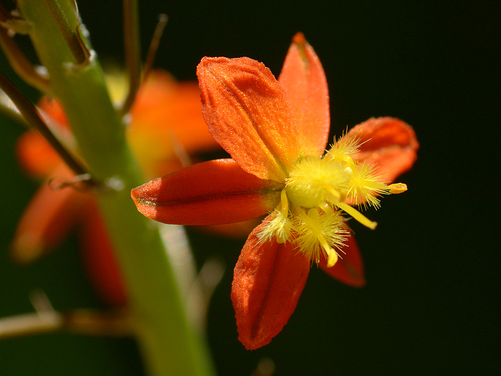 Bulbine.jpg