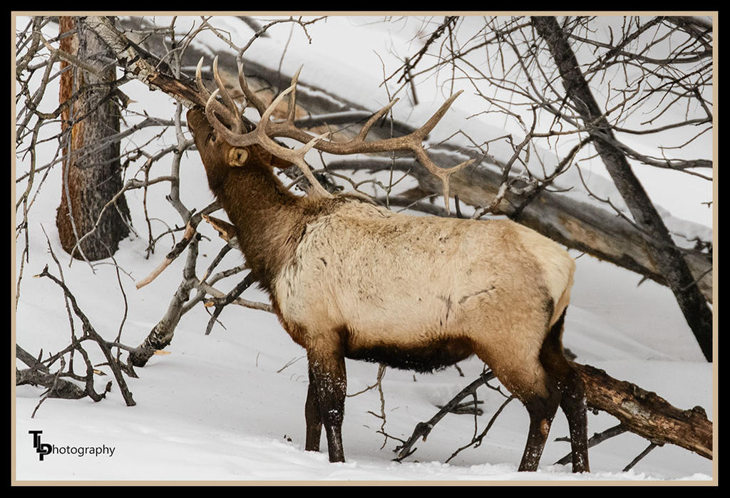 Bull Elk . day 52.jpg