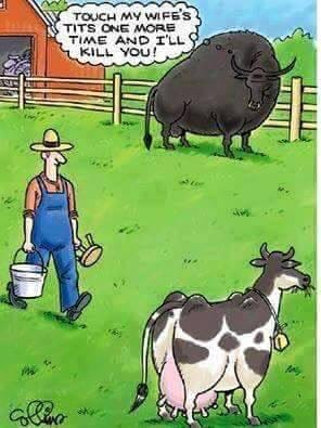 bull.jpg