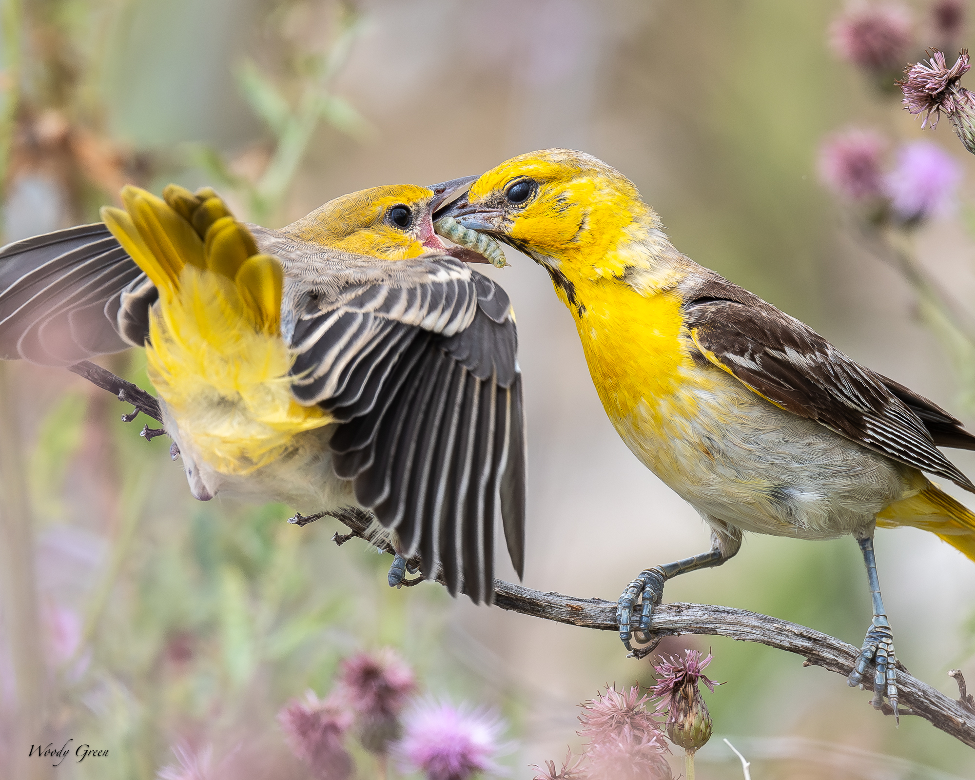 BullocksFeeding-228.jpg
