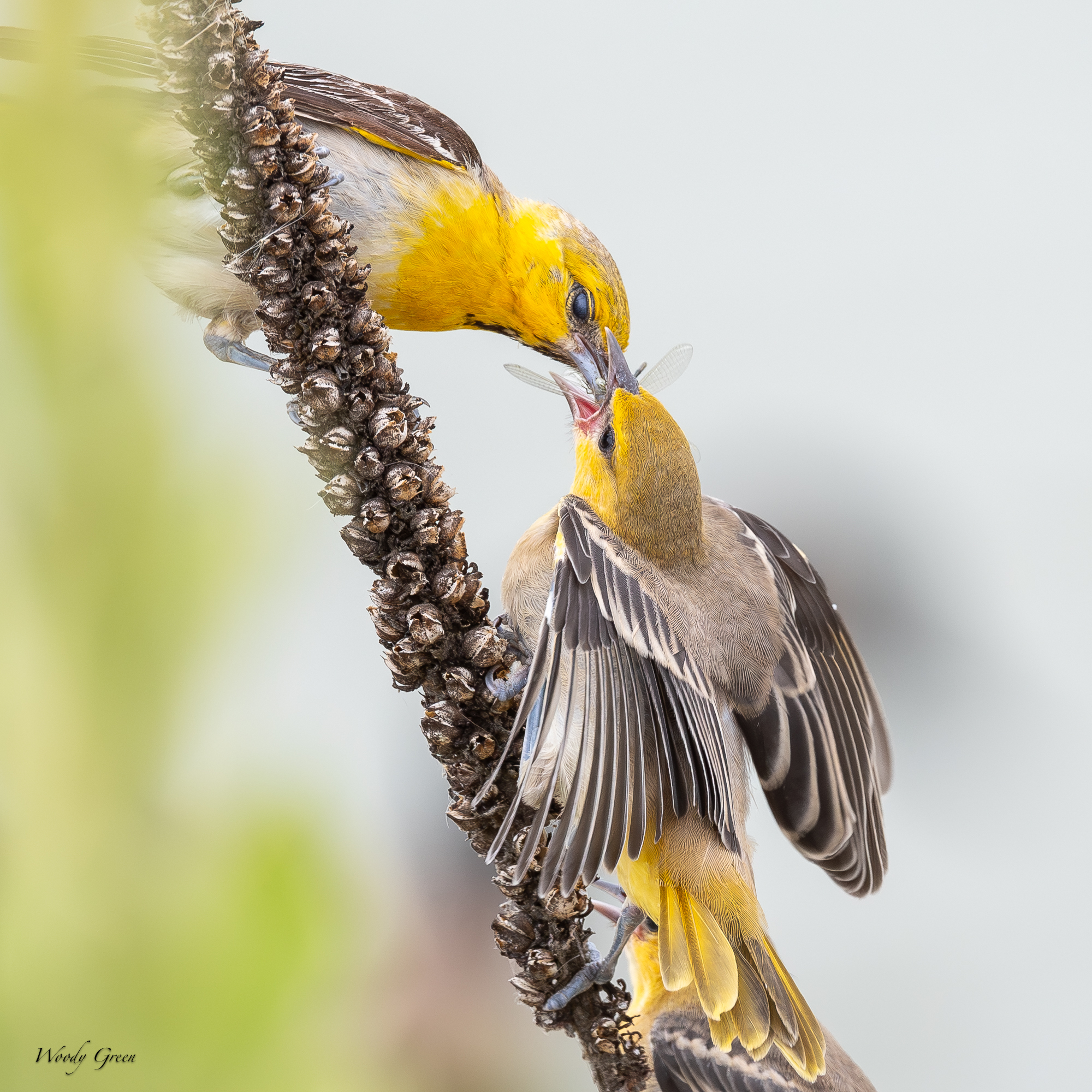BullocksFeeding-230.jpg