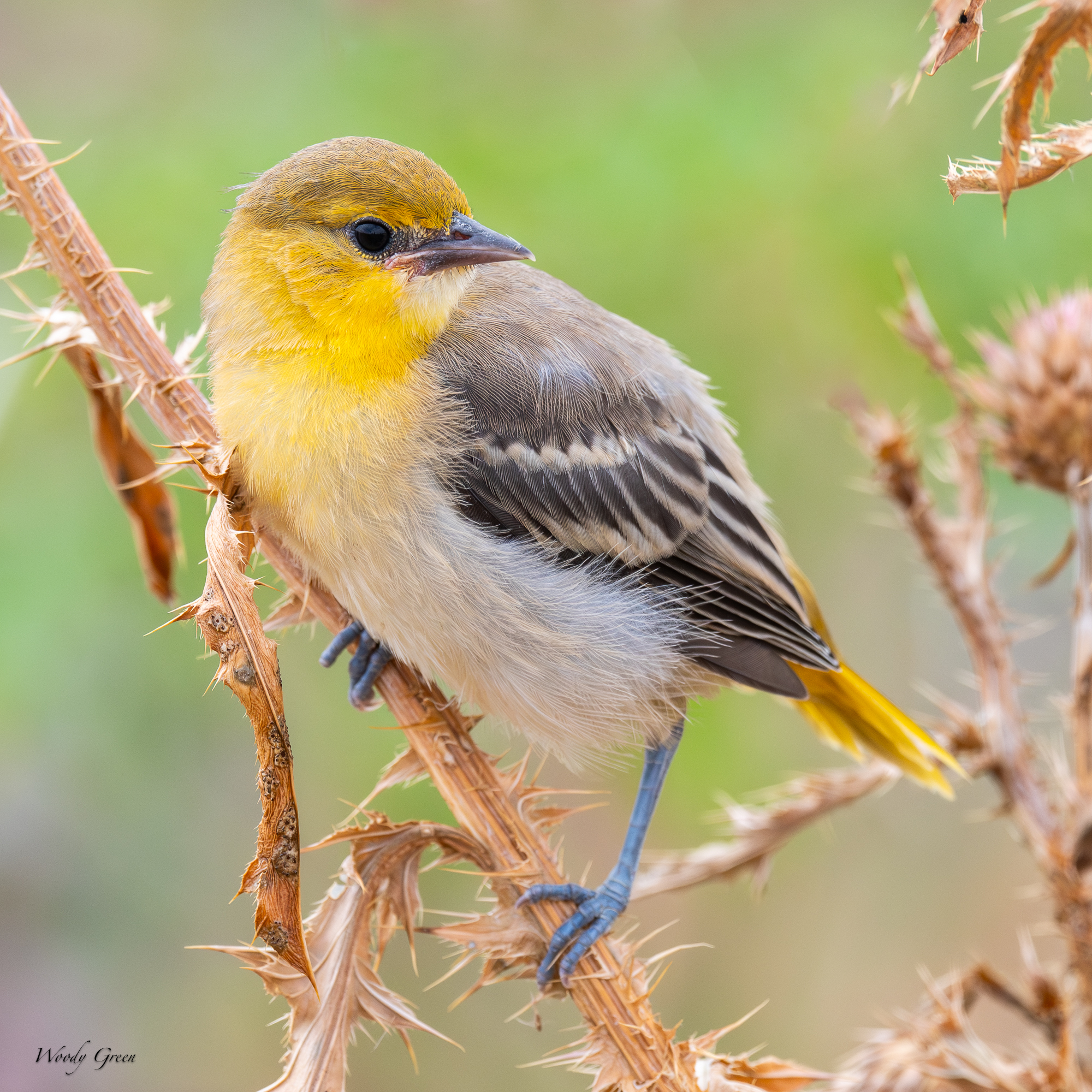 BullocksFledge-233.jpg