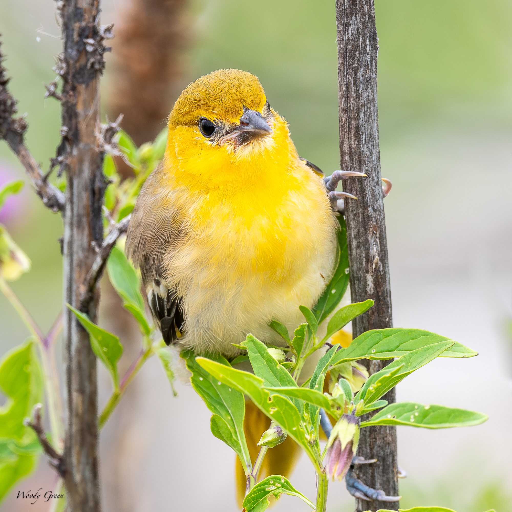 BullocksFledge-234.jpg