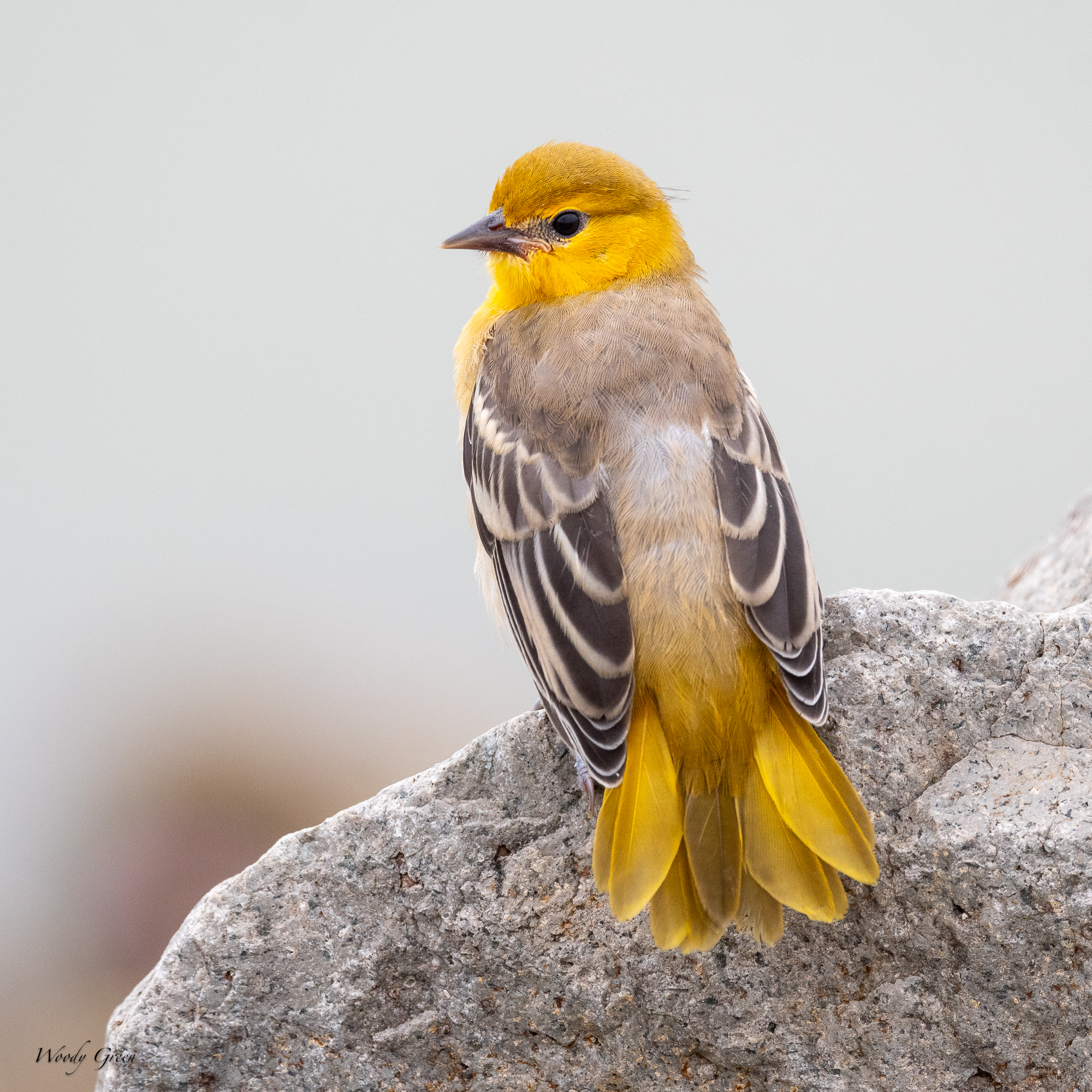 BullocksFledge-235.jpg