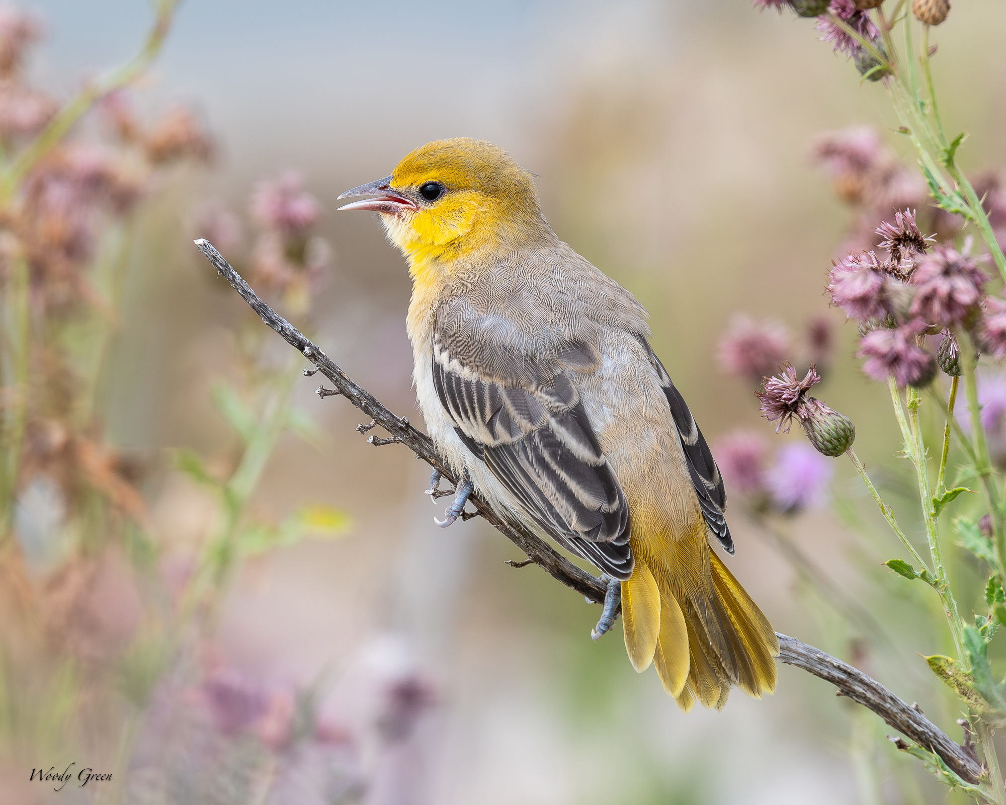 BullocksFledge-236.jpg