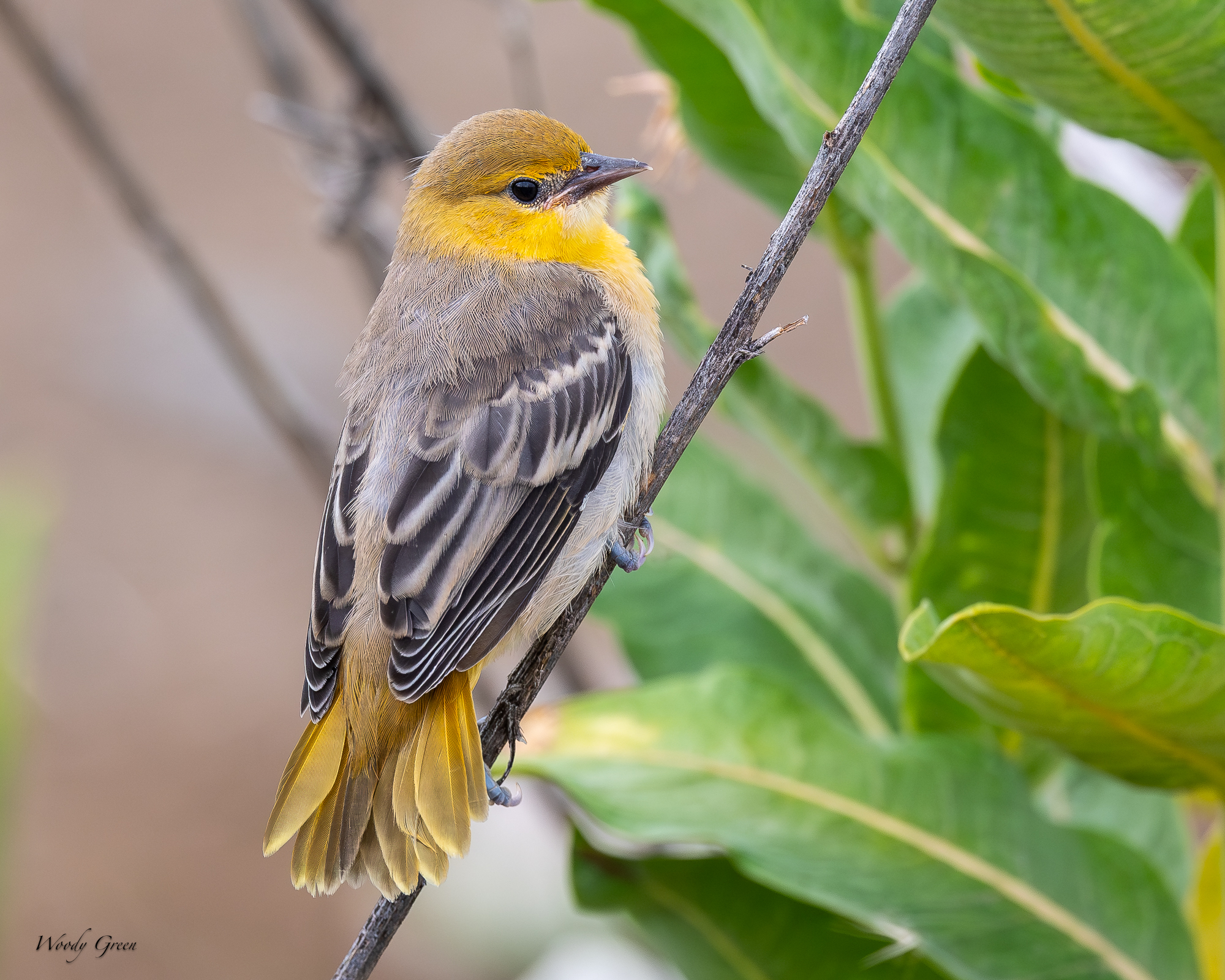 BullocksFledge-237.jpg