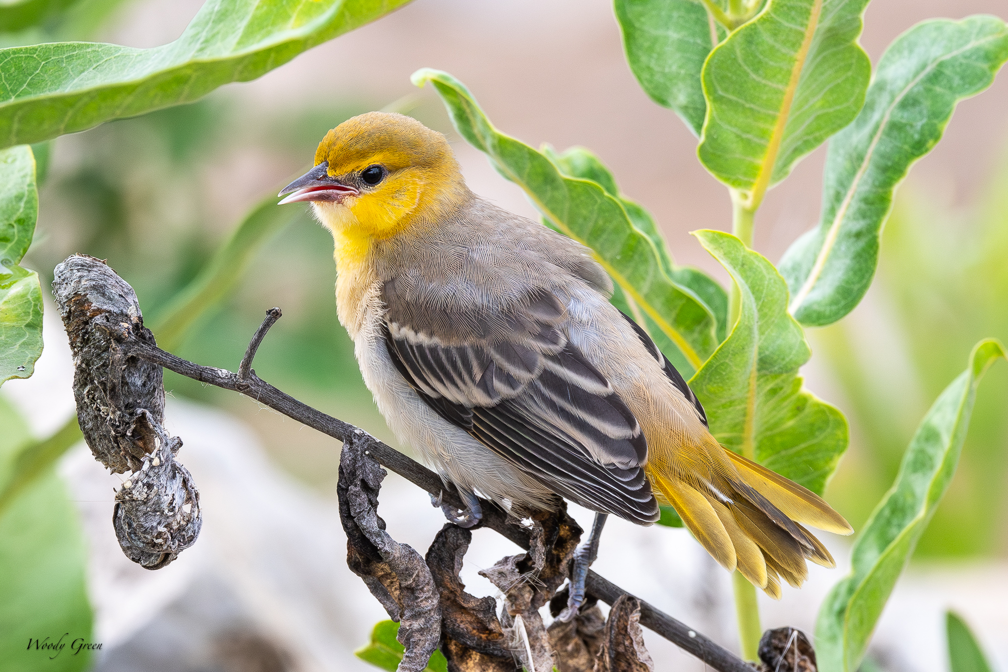 BullocksFledge-238.jpg