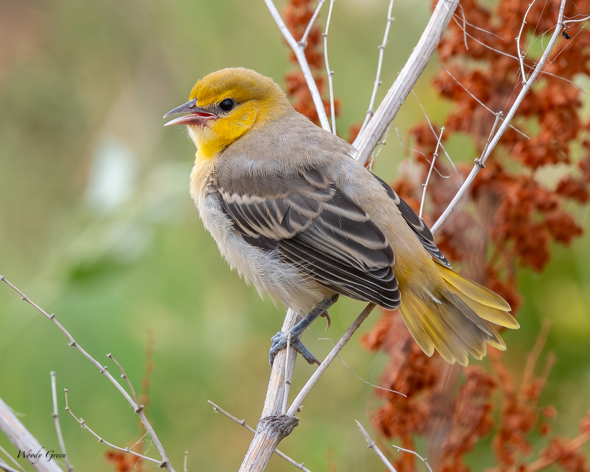 BullocksFledge-239.jpg