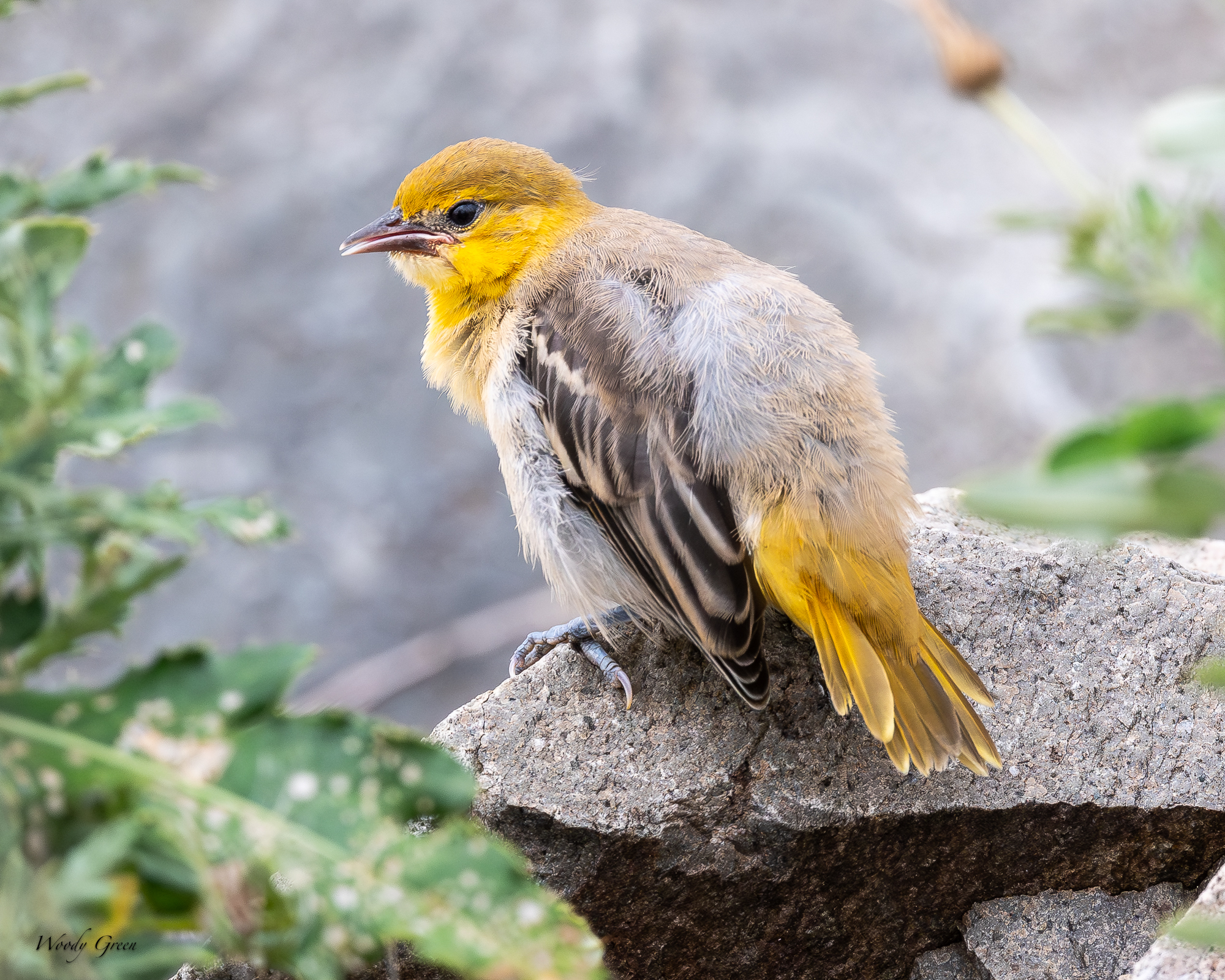 BullocksFledge-240.jpg