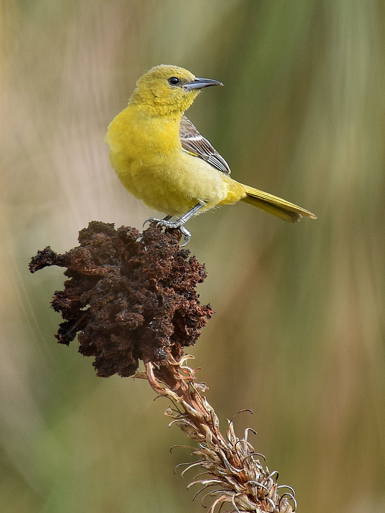 BullocksOriole.jpg