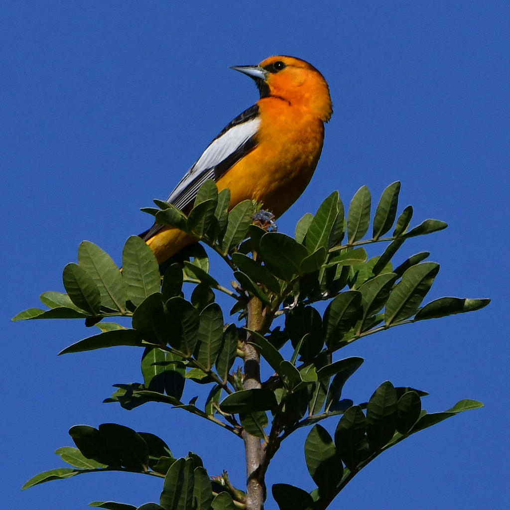 BullocksOriole.jpg
