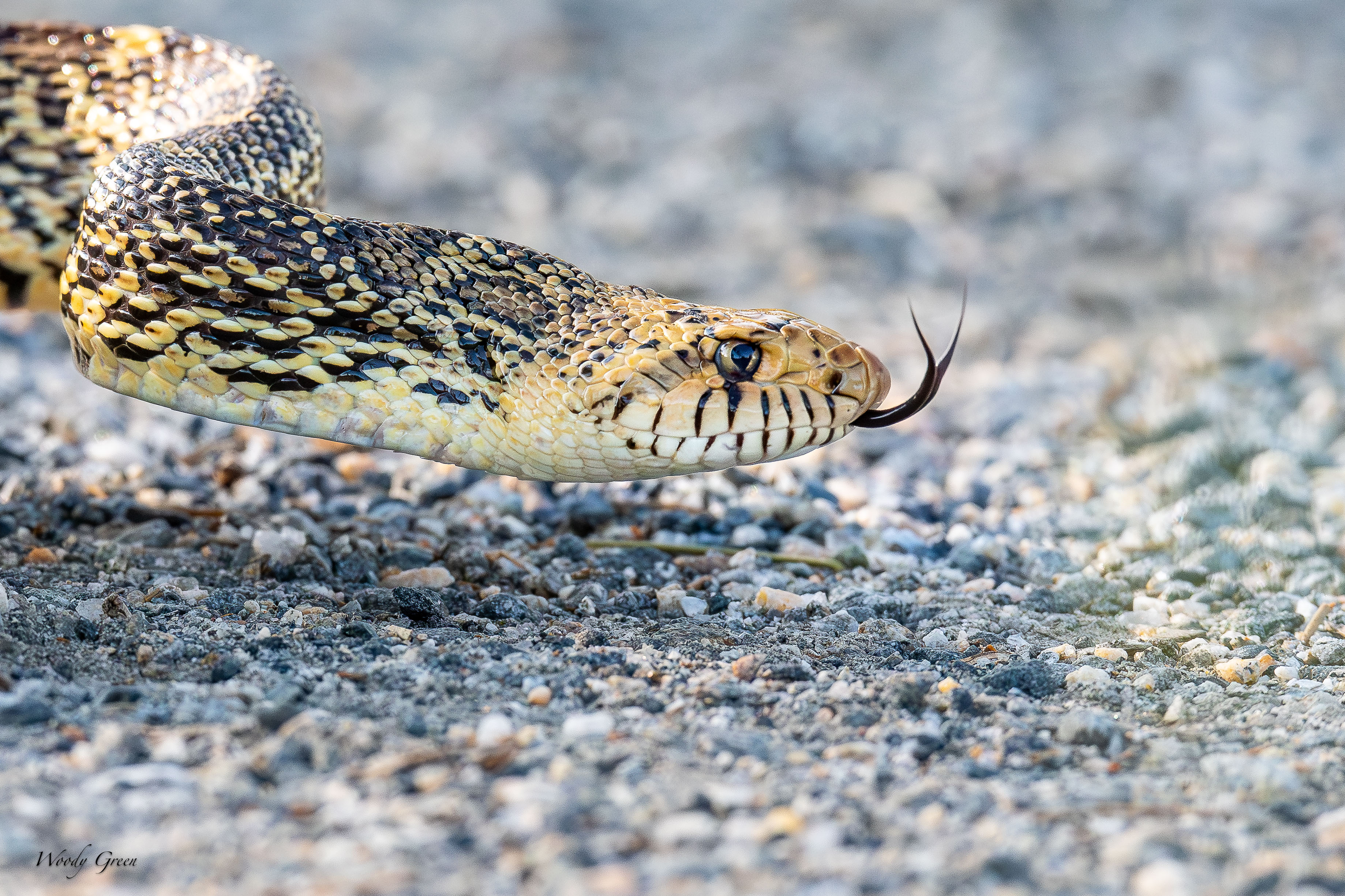 Bullsnake-210.jpg