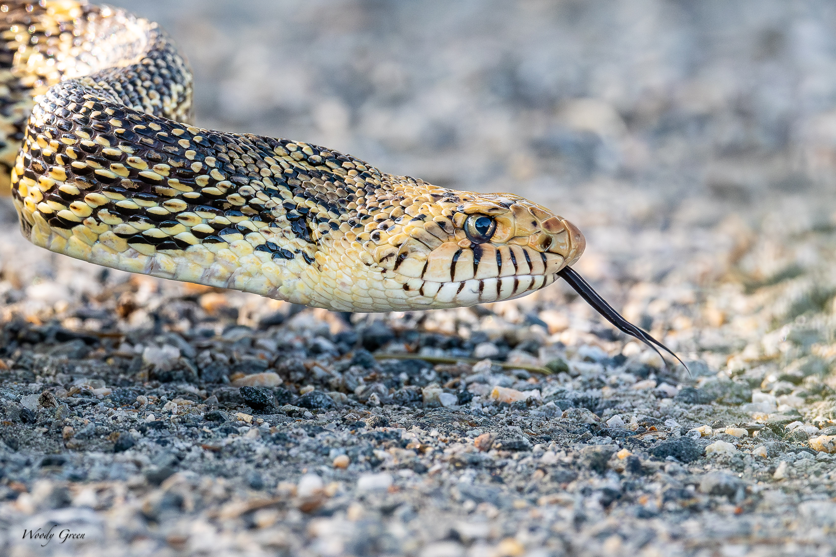Bullsnake-212.jpg