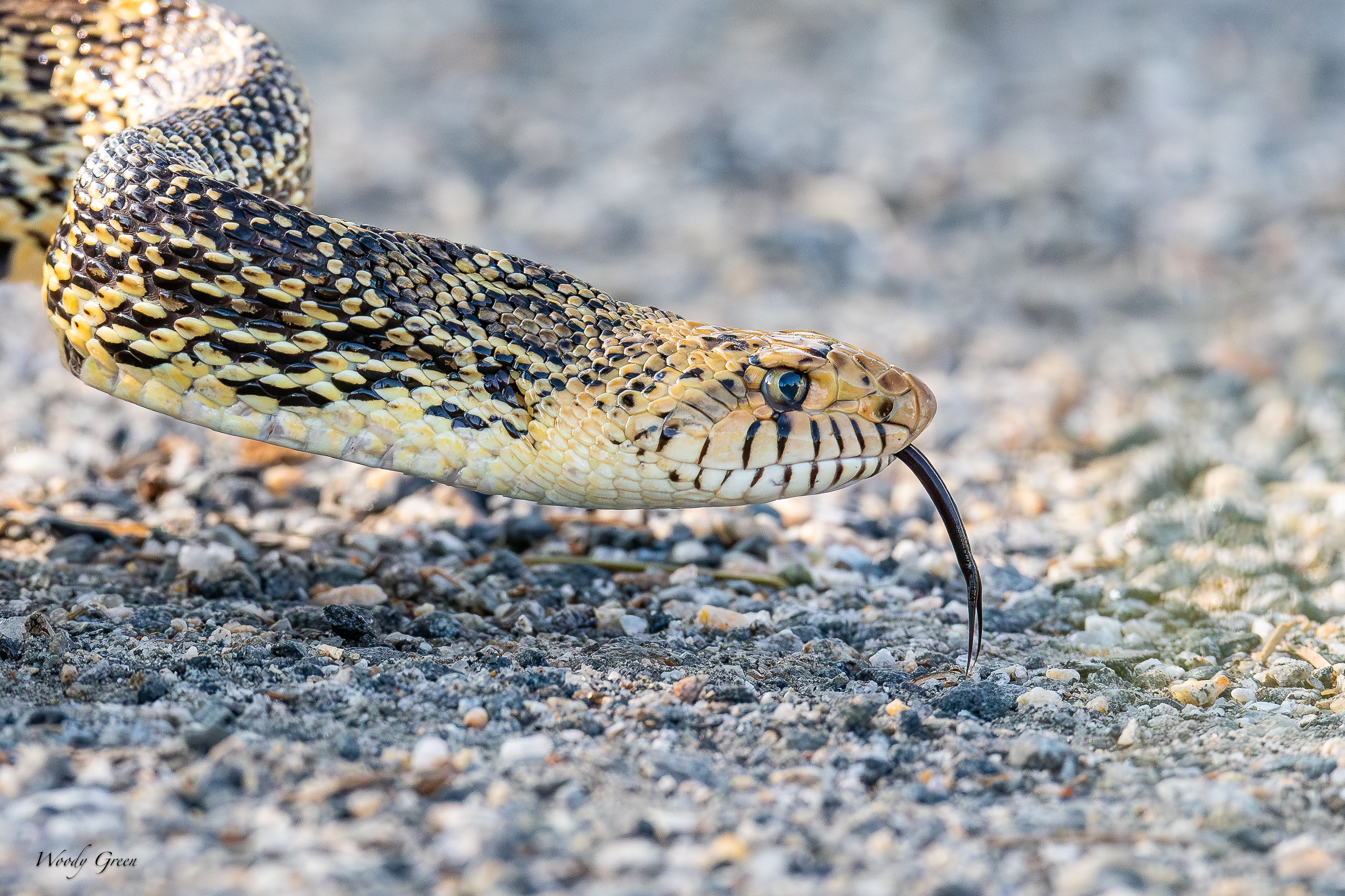 Bullsnake-213.jpg