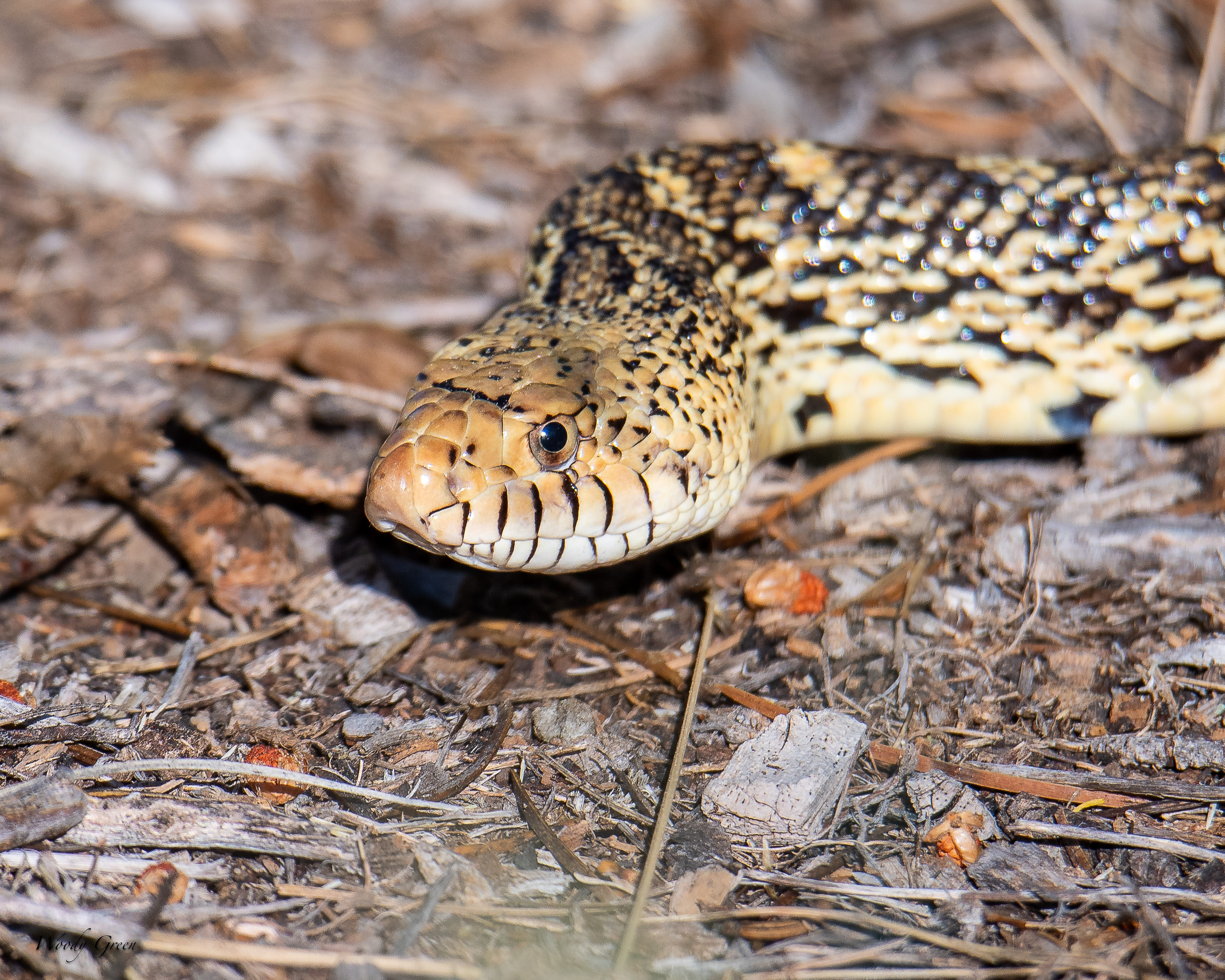 Bullsnake-215.jpg