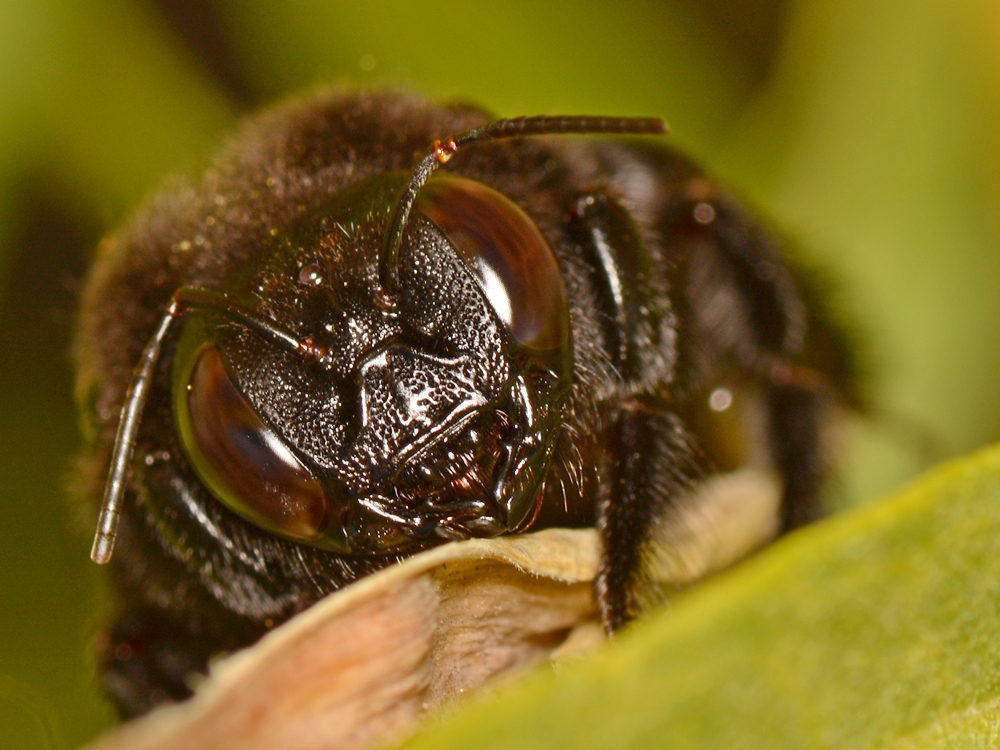 Bumble3.jpg
