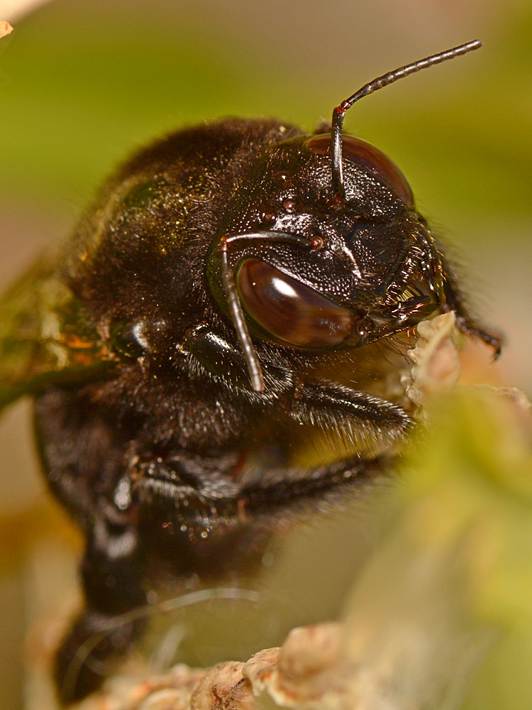 Bumble4.jpg