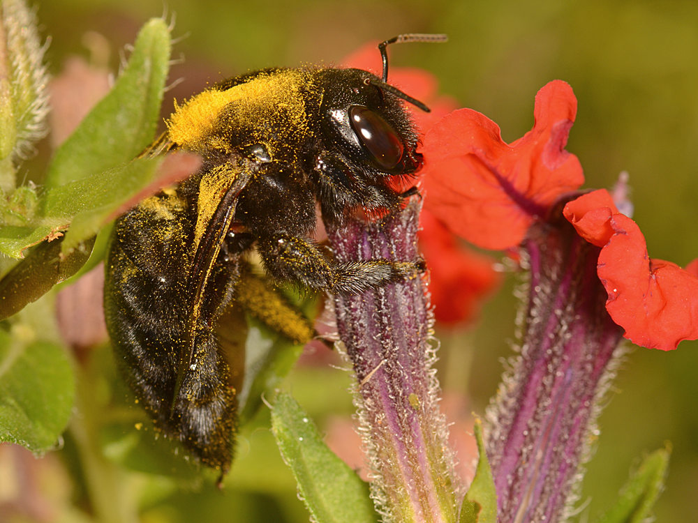 Bumble7.jpg