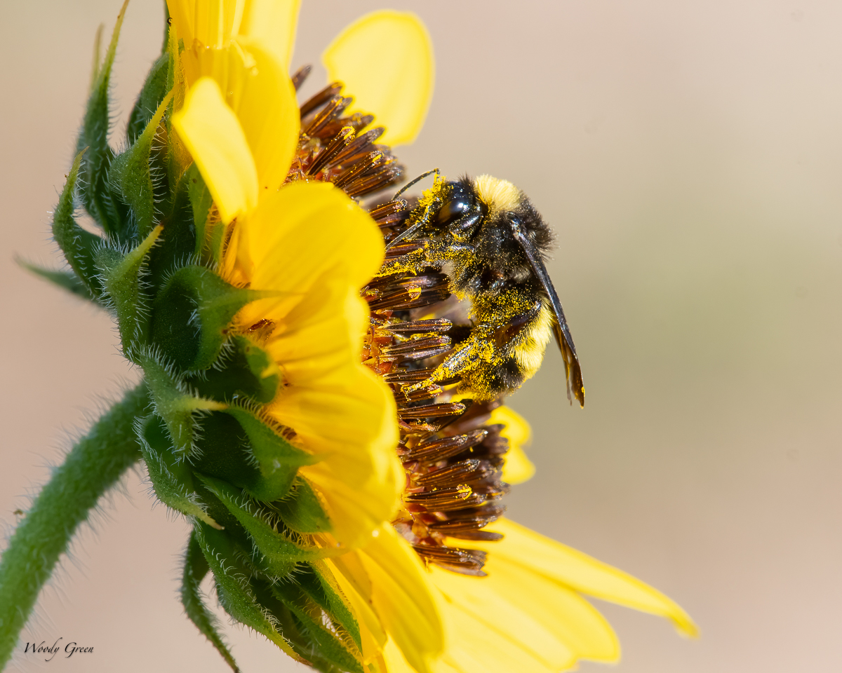 Bumblebee-20.jpg