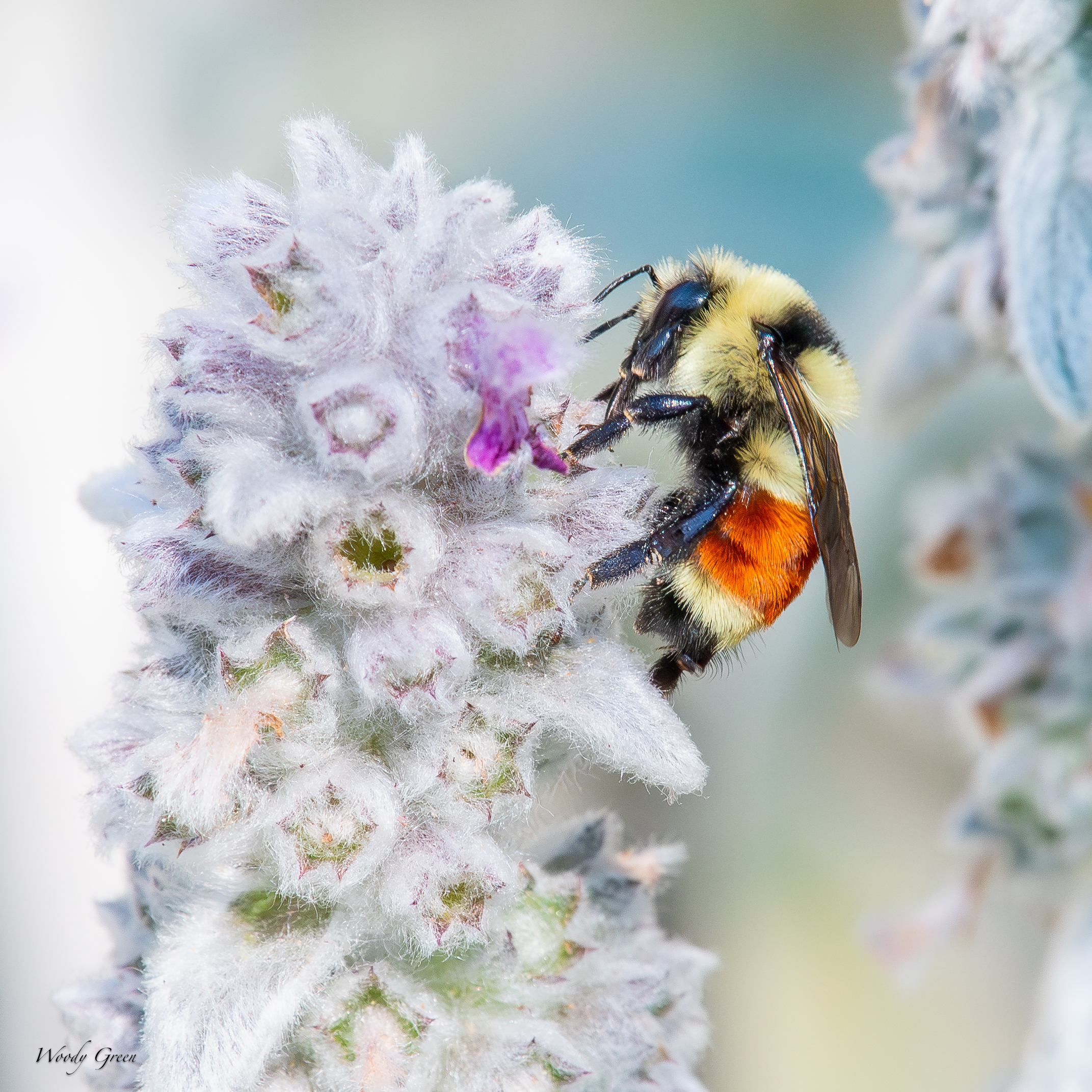 BumbleBee-62.jpg