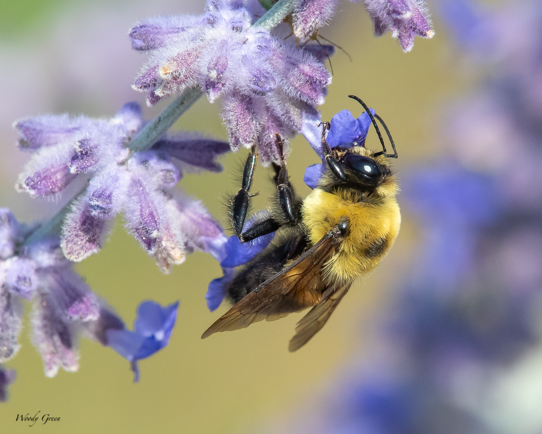 Bumblebee-67.jpg