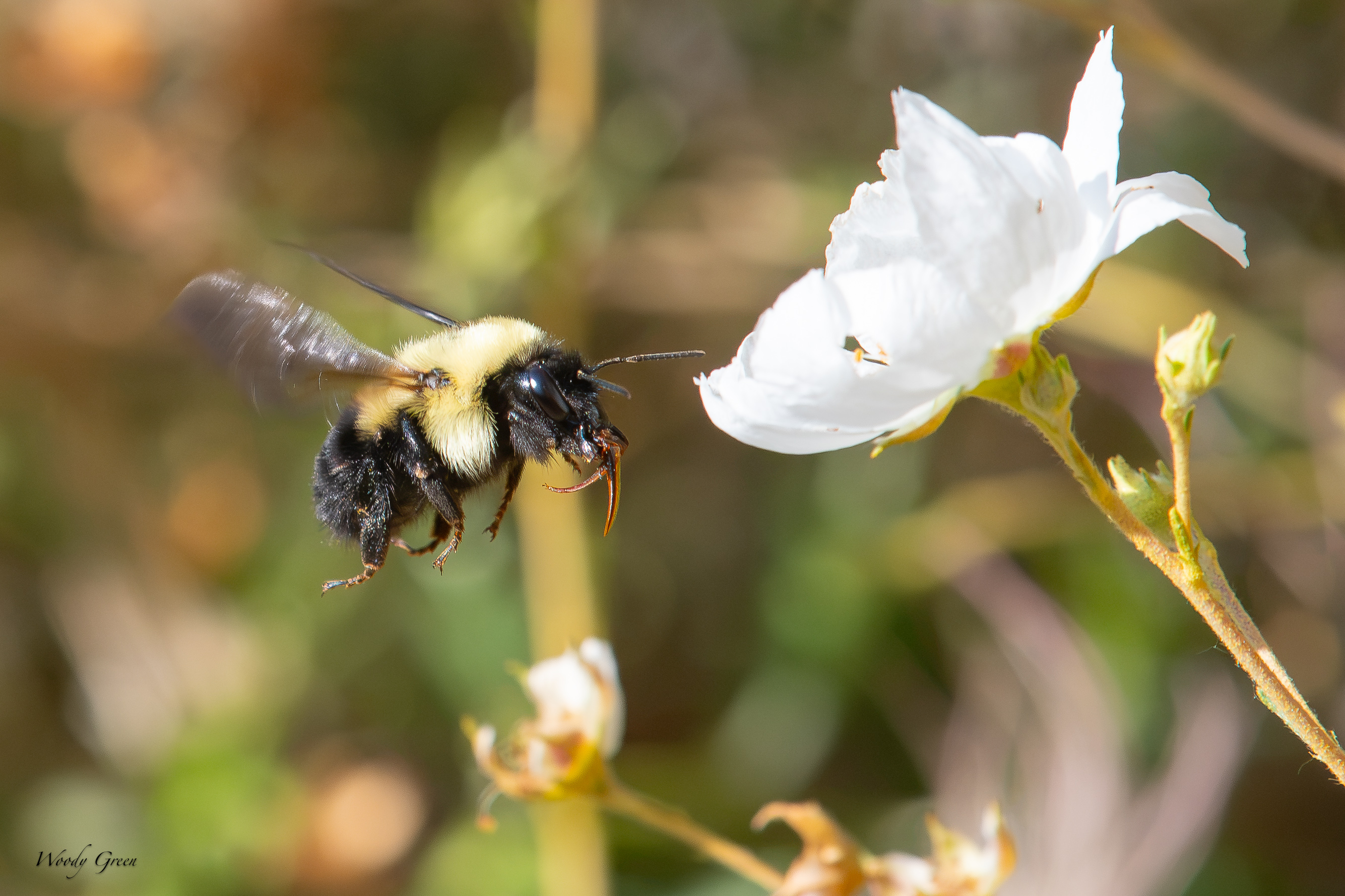 BumbleBee-703.jpg