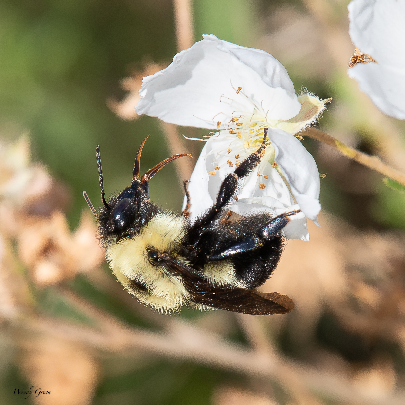 BumbleBee-704.jpg