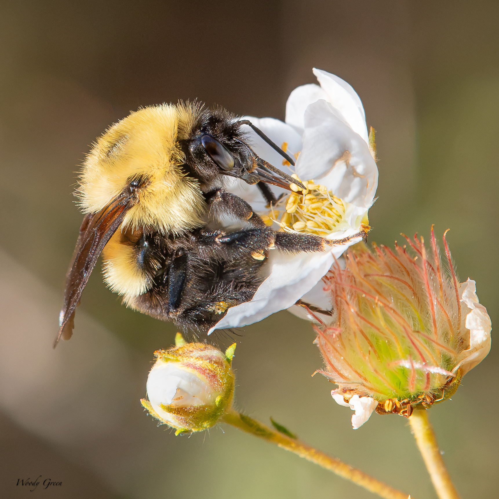 BumbleBee-705.jpg