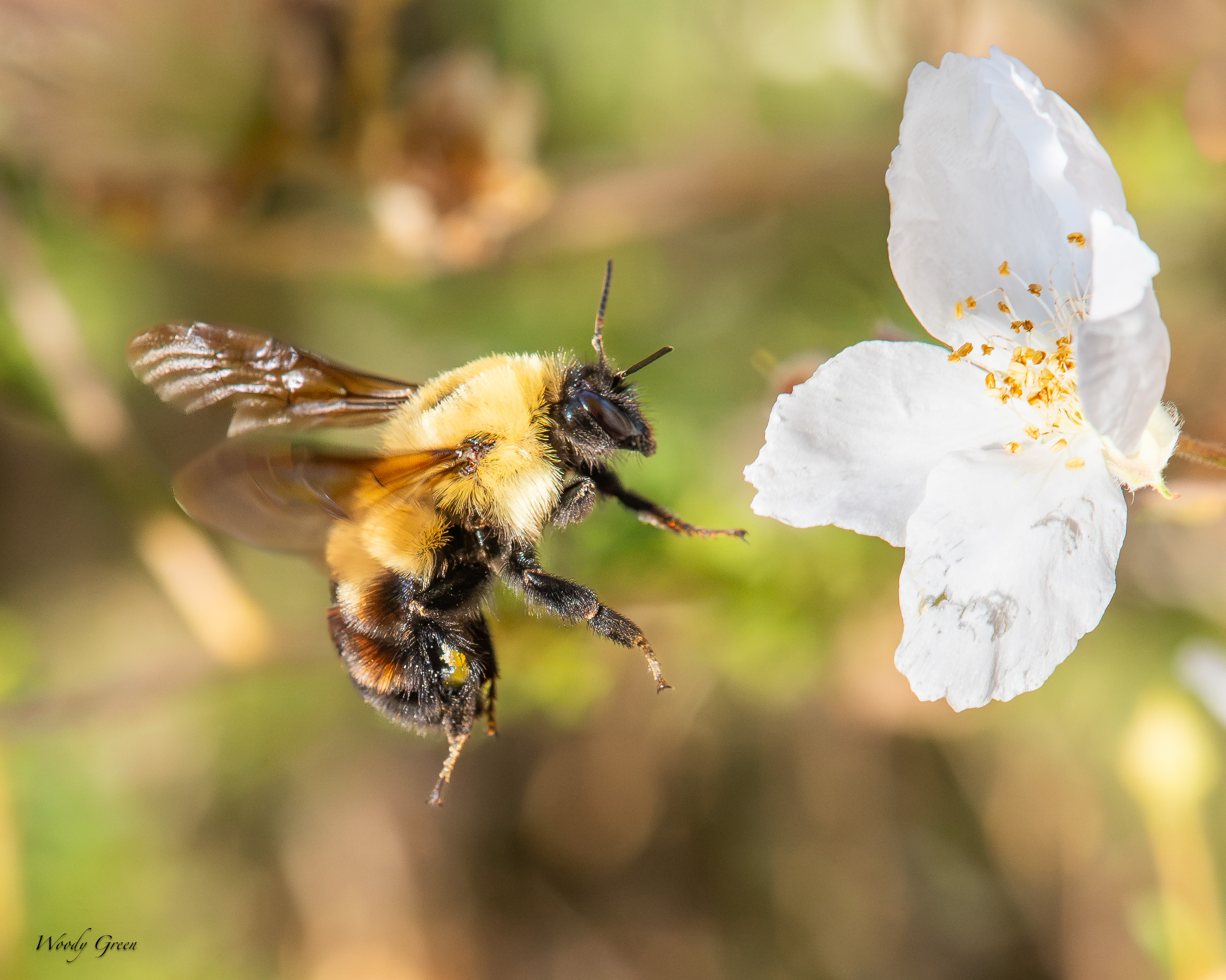 BumbleBee-706.jpg