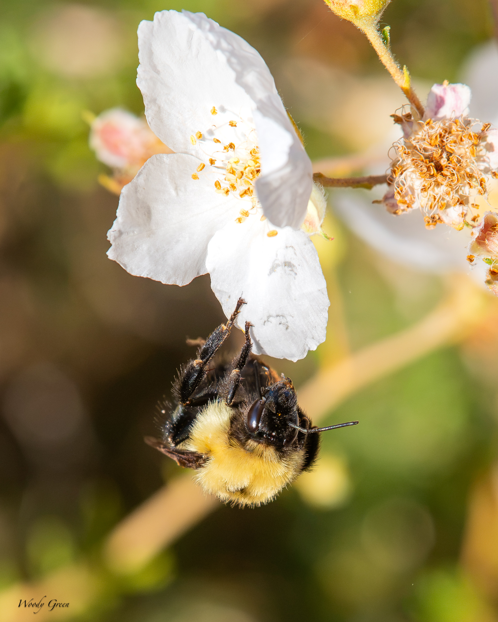 BumbleBee-707.jpg