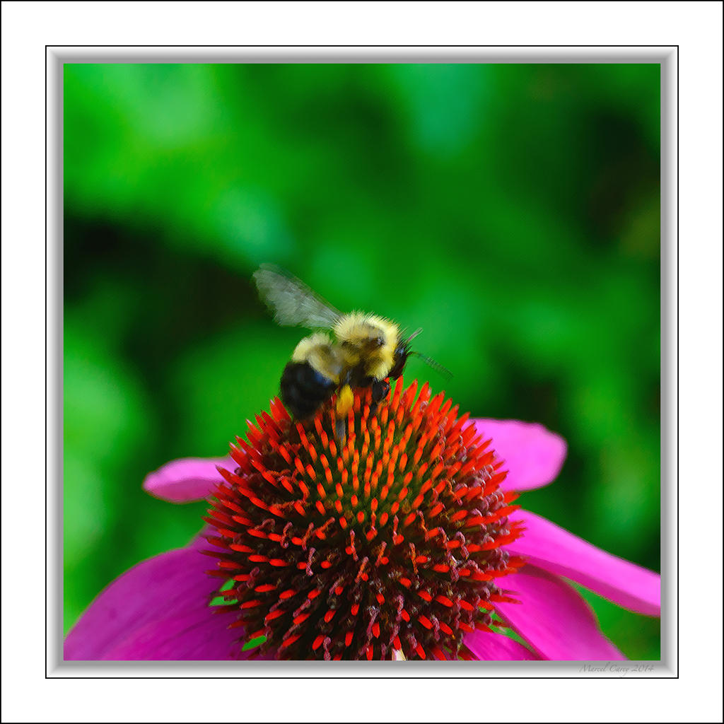 Bumblebee.jpg