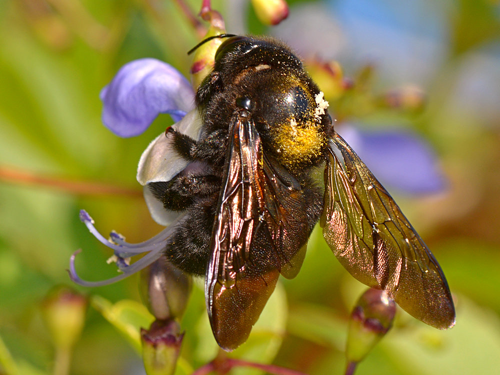 BumbleBee.jpg