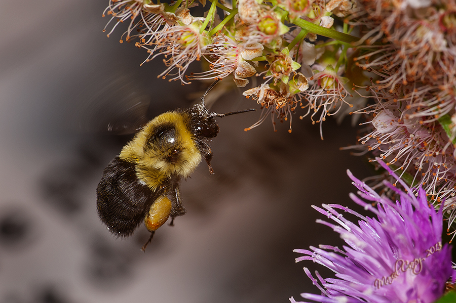 bumblebee2.jpg